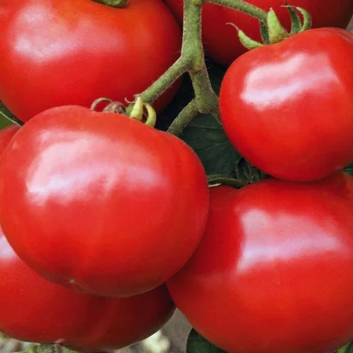 Plaisir dehors：Plant Greffé De Tomate Ronde Estiva Bio. Le pot de 9x9 cm