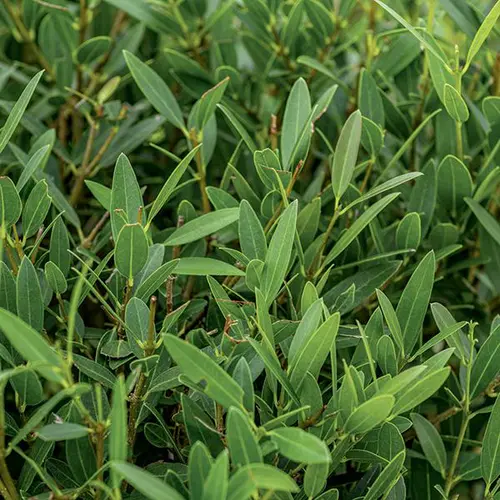 Extérieur solution：Filaire vert. Le pot de 7L