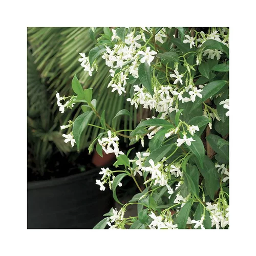 Pour améliorer votre jardin:Jasmin étoilé. Le pot de 6 litres