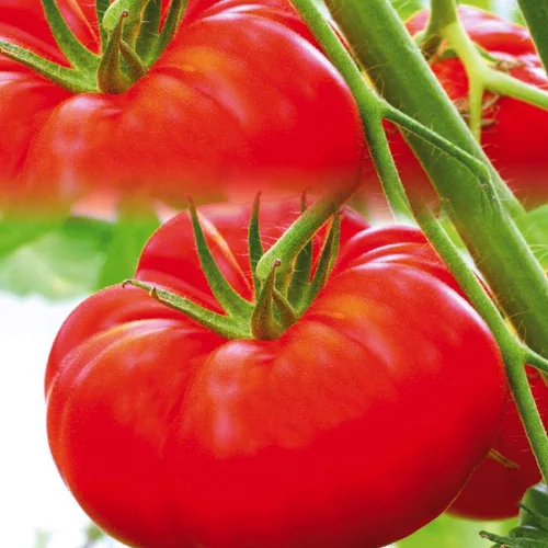 Pour vos envies d’extérieur:Tomate Côtelee Marbonne Bio. La barquette de 3 plants