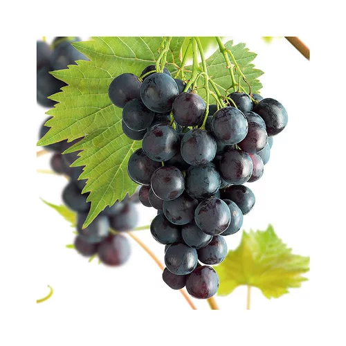 Le choix jardin:Vigne Muscat Bleu Bio. Le pot de 2 litres
