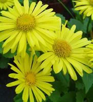 Facile pour le jardin:Doronique du Caucase - Le pot de 3 litres