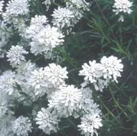 Pratique extérieur:Iberis Sempervirens - La barquette de 6 plants
