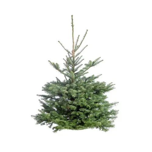 Sélection jardin：Sapin de Noël naturel coupé Nobilis - de 175 à 200 cm