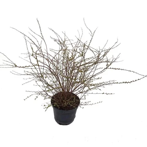 Choix pratique：Spirée - pot 5 L