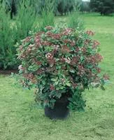 Vie extérieure：Viburnum Tinus Gwenllian ou Laurier-Tin 30/40 cm en pot de 3 L