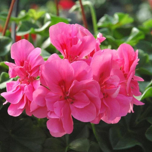 Jardin & équipement:Géranium Lierre double à fleurs multicolores - Le pot Ø 13 cm