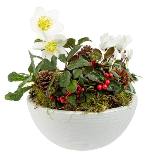 Jardin en extérieur:Composition de Noël coupe héllébore Cyclamen Gaultheria - Ø25 cm