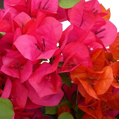 Un essentiel du jardin:Bougainvillier Fuschia – C50