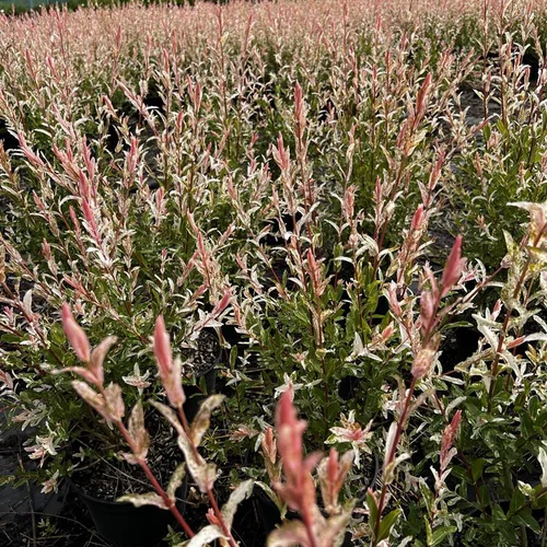 Pour embellir vos extérieurs：Saule crevette rose ou Salix integra Hakuro Nishiki. Le pot de 15 litres, forme ½ tige