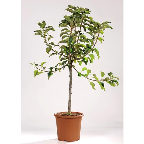 À avoir au jardin：Pommier Nain Croquella® Delgrana. Le pot de 7 litres