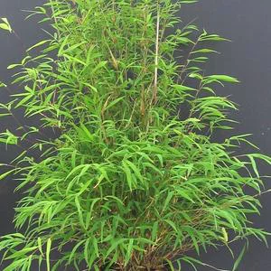 Pour donner du style à l’extérieur:Pot de bambou fargesia angustissima 5 L