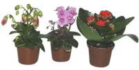 Pratique jardin：Campanule Get me Plante Baby en pot Ø 5,5/6 cm