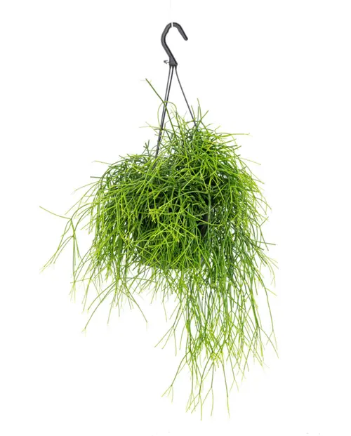 Facile extérieur：Rhipsalis Cassutha vert. La suspension Ø 14 cm