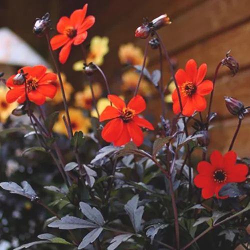 Les essentiels du jardin：Dahlia Mystic Ladies Enchantment - Le pot de 4 litres