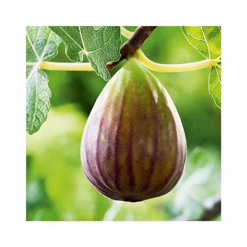 Pour vos moments au jardin:Figuier Madeleine Des 2 Saisons. Le pot de 12 litres, forme gobelet