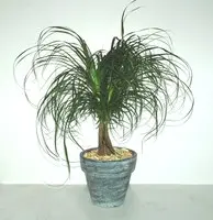 Côté jardin：Beaucarnea avec cache-pot en céramique. Le pot de Ø 12 x H 35 cm