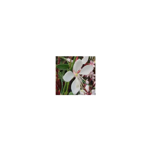 Essentiel pratique：Gaura Lindheimeri - Le pot de 4 litres