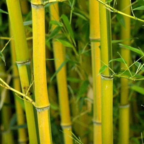 Jardin nature：Bambou phyllostachys aureosulcata spectabilis vert pot de 30L