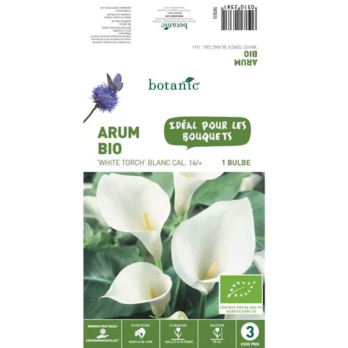 L’essentiel pour l’extérieur:Arum White Torch bio blanc botanic® - 1 bulbe
