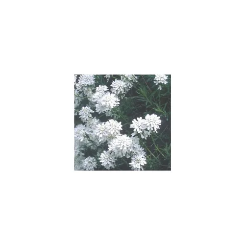 Sélection au jardin：Iberis Sempervirens - Le pot de 3 litres