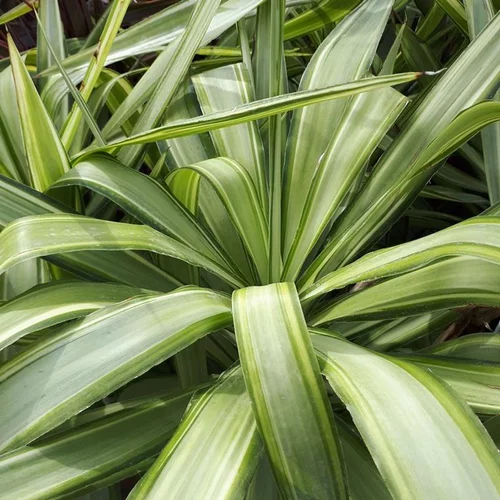Le pratique au jardin：Yucca Jewel en pot de 20 L