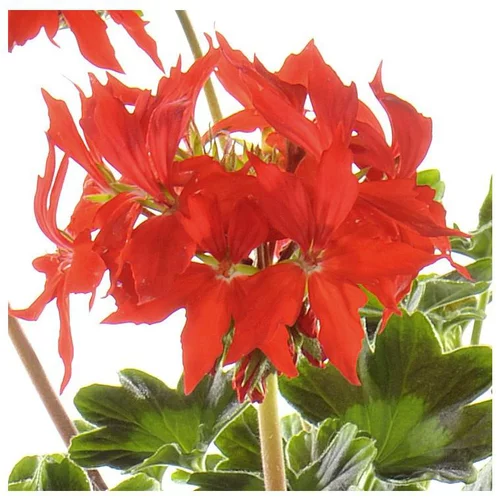 Une idée pour votre jardin：Géranium zonale étoilé - La jardinière de 50 cm