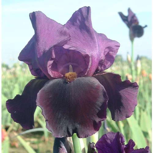 Malin jardin：Iris des Jardins 'Black Swan' - Le pot de 1 litre