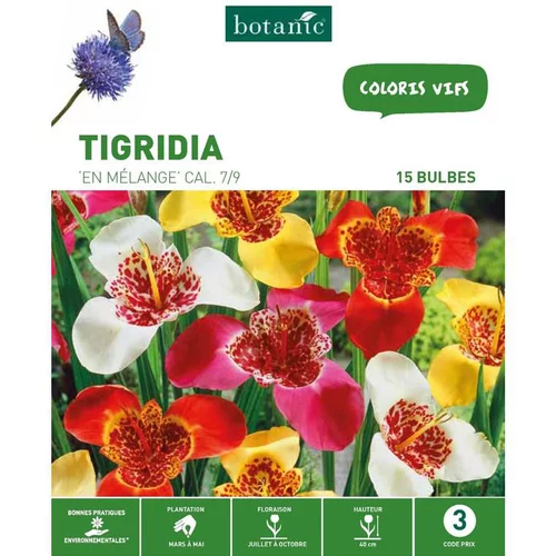Facile dehors：Trigidia Mélange botanic® - 15 bulbes