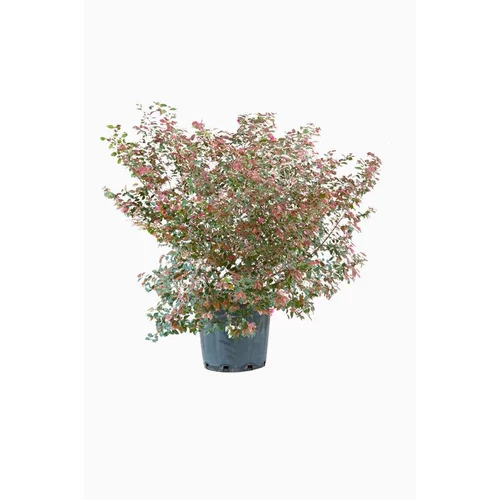Jardin équipement:Loropetalum Chinense Fire Dance rose en pot de 30 L