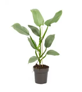 Essentiel nature:Philodendron Silver Queen. Le pot de Ø 14 x H 45 cm