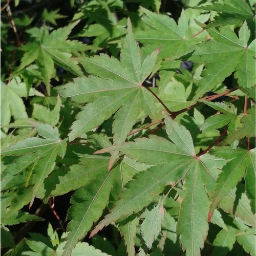 Le compagnon de vos extérieurs:Érable du Japon vert. Le pot de 30 litres, 150/175 cm