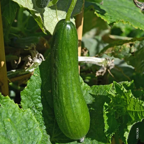 Sélection utile:Concombre Bio. La barquette de 6 plants
