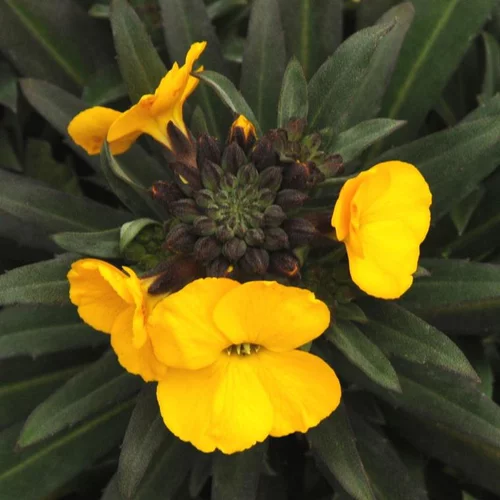 Pour mieux organiser votre jardin：Fausse-giroflée gold jaune en pot de 2 L