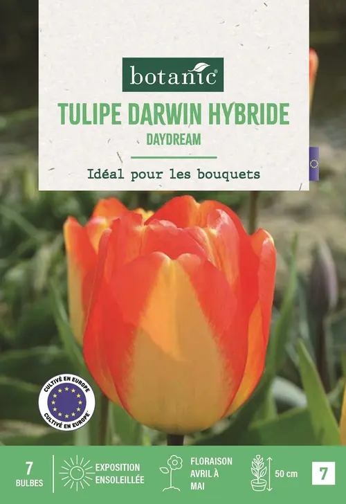 À découvrir au jardin：Bulbes de fleurs Tulipe Darwin hybride Daydream orange jaune botanic® - 7 bulbes