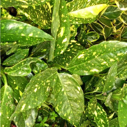 Extérieur plaisir:Aucuba Japonica Crotonifolia jaune en pot de 5 L
