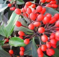 Style extérieur:Skimmia Reevesiana. Le pot de 2 litres