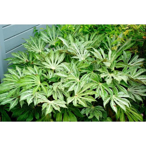 Solution simple：Aralia ‘Spider’s Web’ – Fatsia japonica - Pot 4L