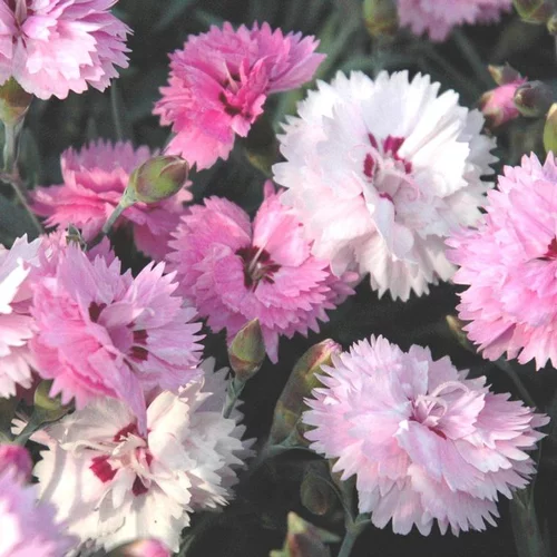 Simple pour le jardin：Œillet odorant - La jardinière de 40 cm