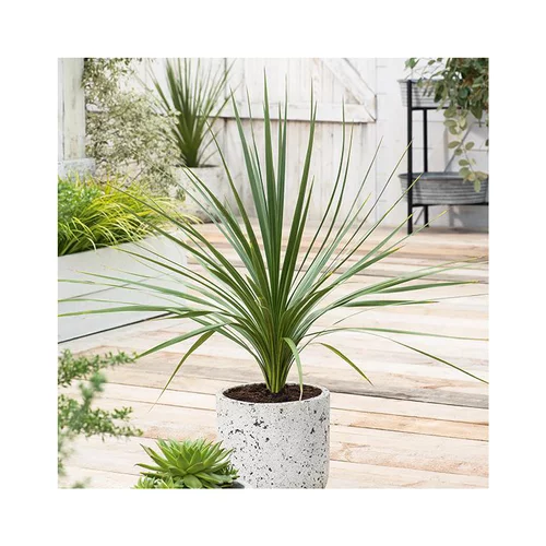 Côté extérieur：Cordyline Indivisa en pot de 4 litres