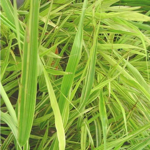Déco jardin：Hakonechloa Mince 'Aureola' - Le pot de 1 litre