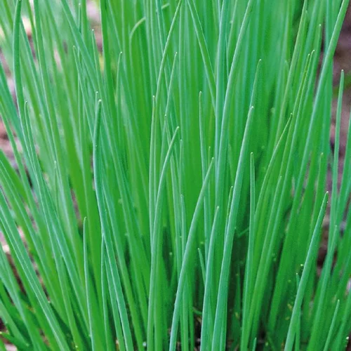 Accessoire extérieur：Ciboulette Bio. Le pot de 9x9 cm