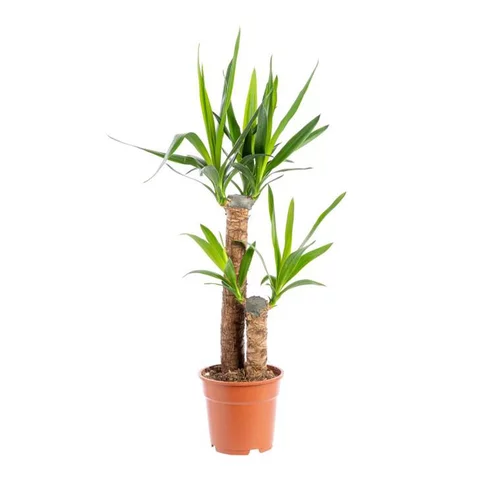 Pour vos besoins extérieurs:Yucca 2 pieds pot Ø17xH85 cm