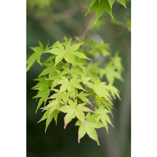 Pour un jardin à votre image:Erable du Japon (ACER PALMATUM SANGO KAKU ) Le pot de 3 litres