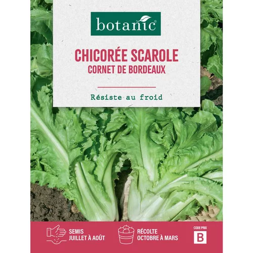 Jardin à aménager:Graines de chicorée scarole cornet de Bordeaux botanic® - graines à semer