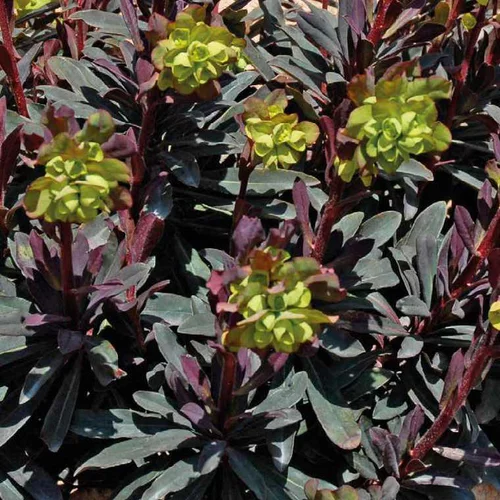 Une idée maline pour l’extérieur:Euphorbe vivace pourpre - Le pot de 9 x 9 cm