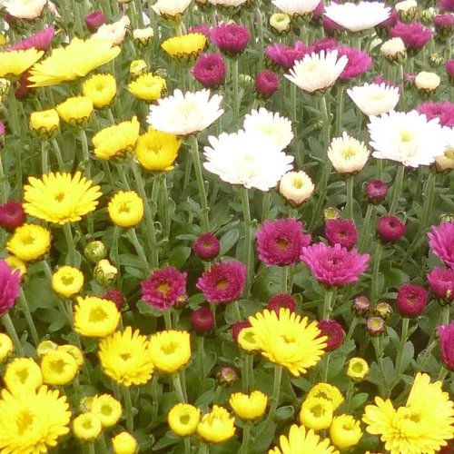 Bien utile au jardin：Chrysanthème à petites fleurs. Le pot de 2,5 litres