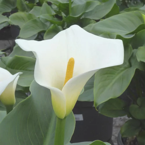 Déco pour le jardin：Arum. Le pot de 35 cm