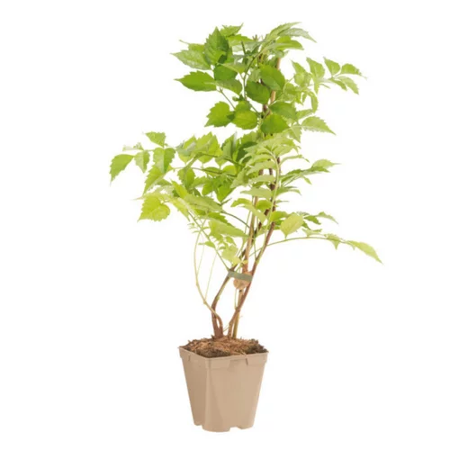Facile au jardin：CAMPSIS MADAME GALEN. Le pot de 1,3 litres