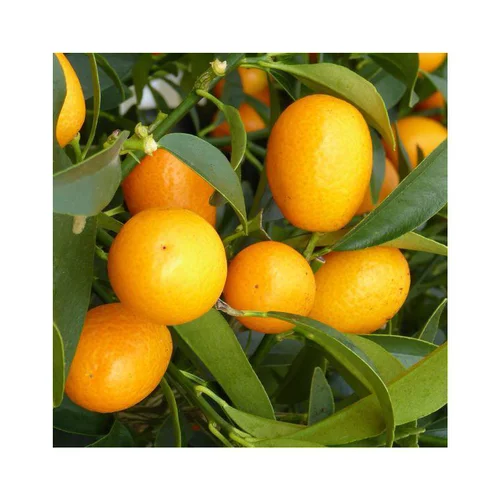 Bien dehors：Kumquat. Le pot de 2 litres